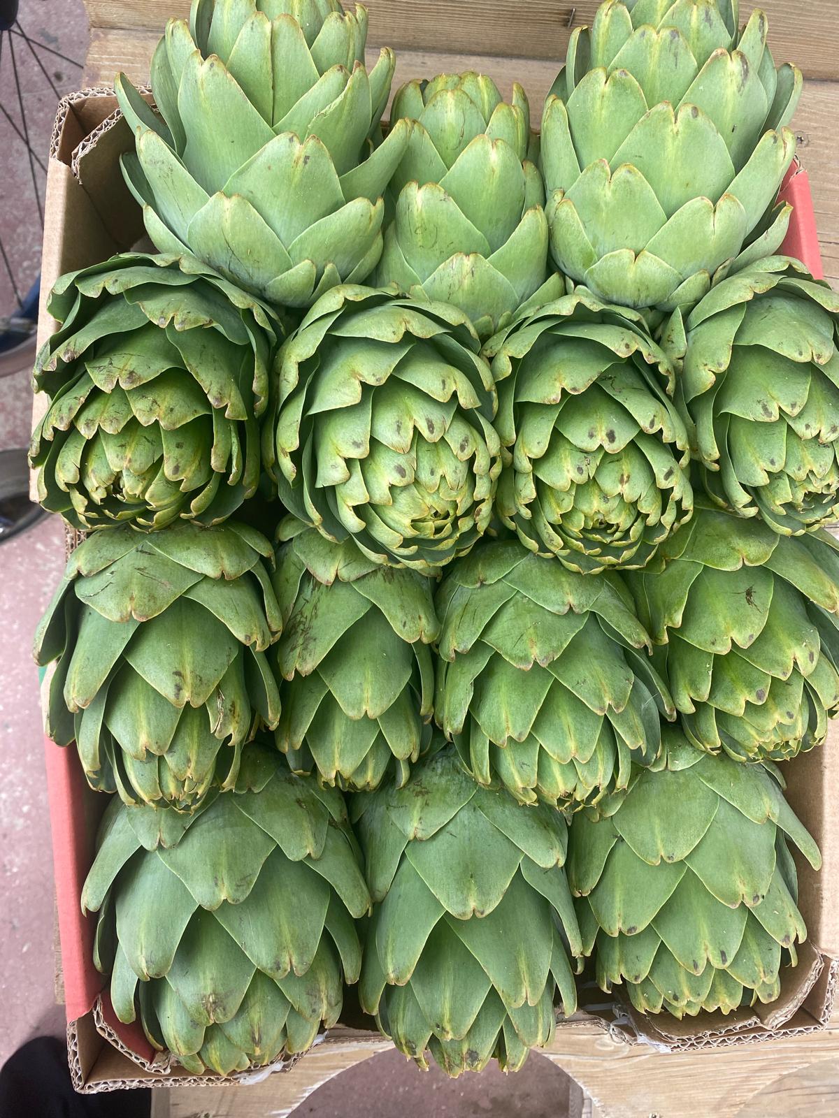 קרטון ארטישוק