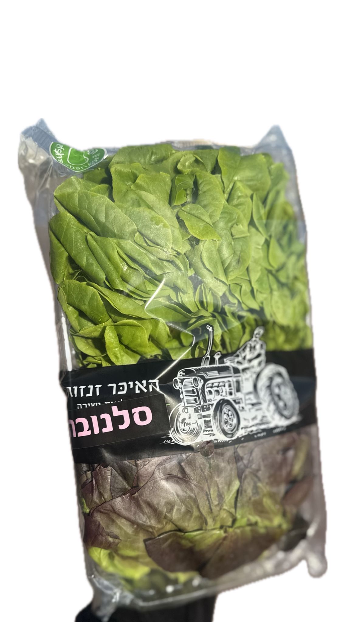חסה סלנובה