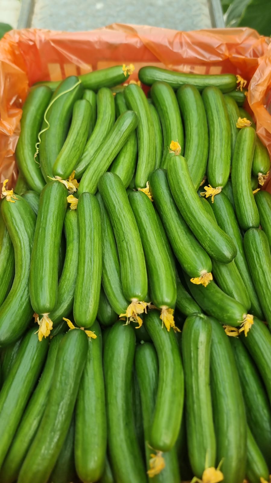 קרטון מלפפון
