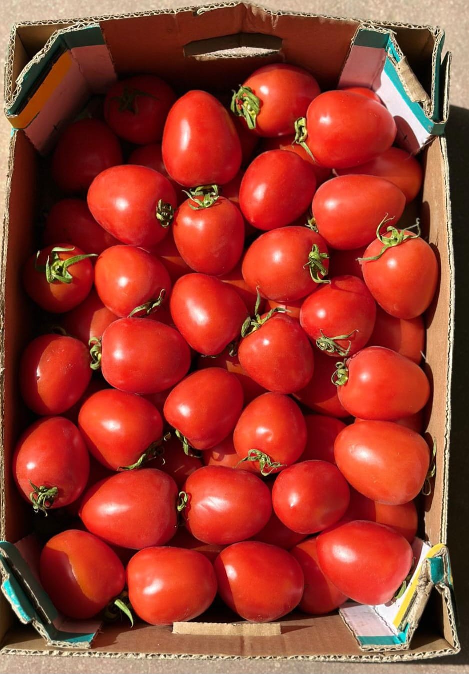 'קרטון עגבניות תמר