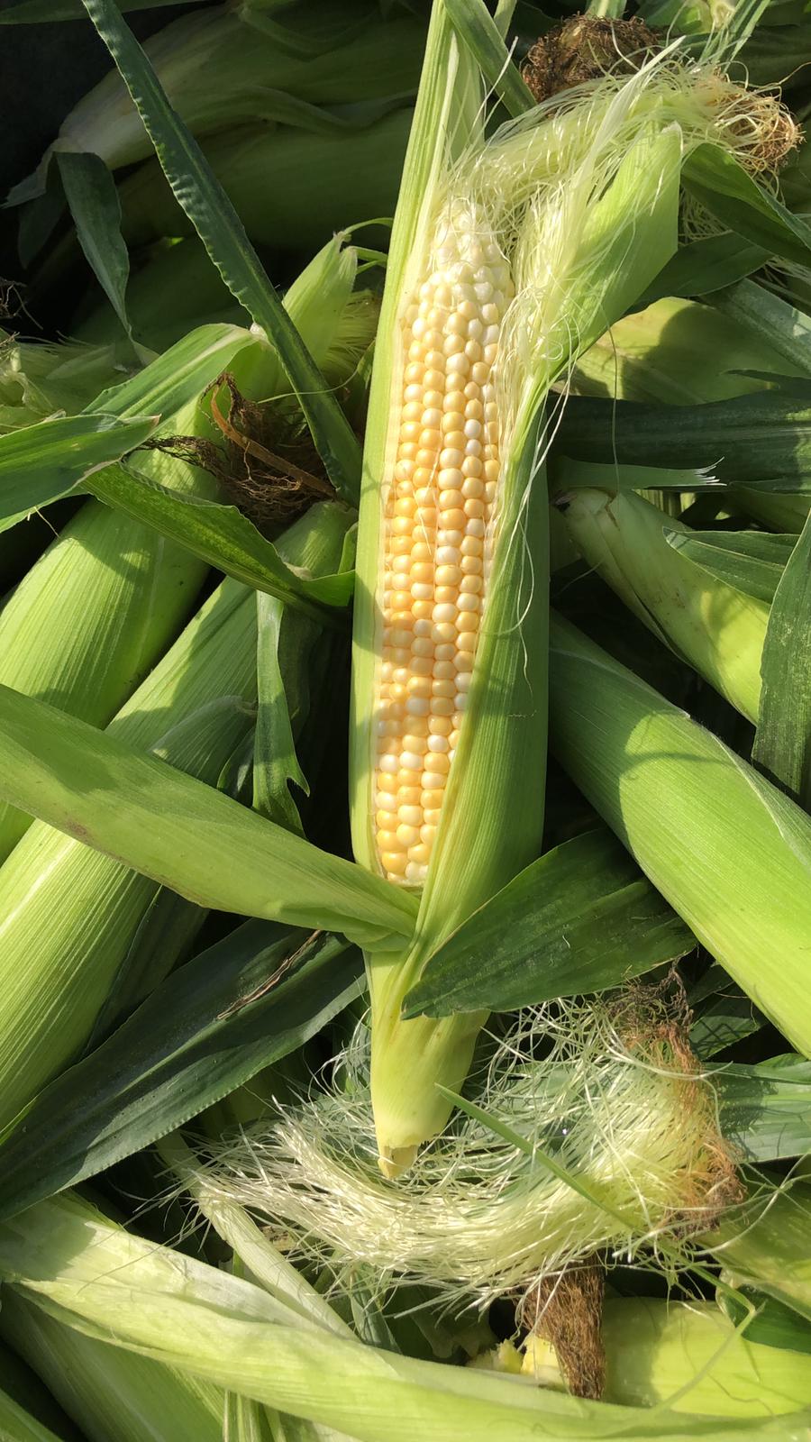 תירס תפזורת