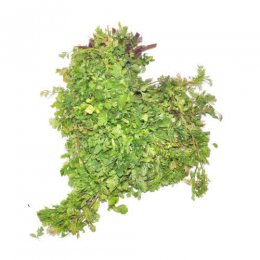 כוסברה פרחים