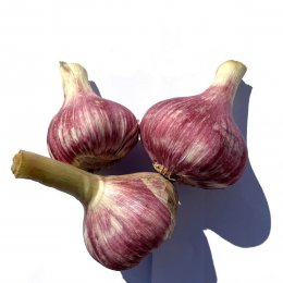 שום ישראלי טרי חתוך