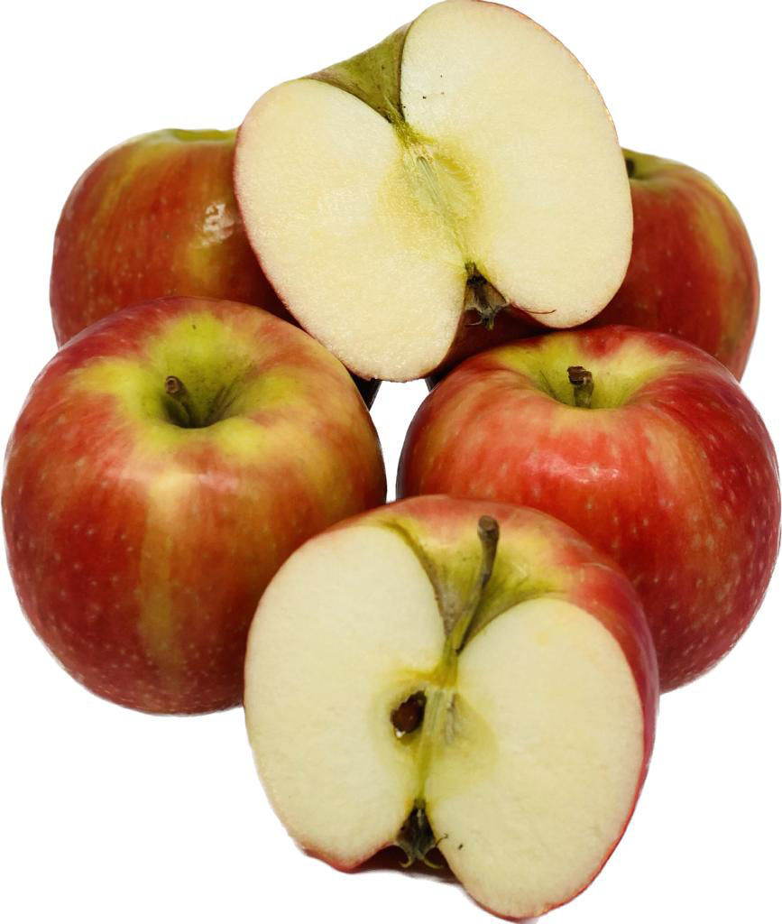 פינק ליידי- בראשית