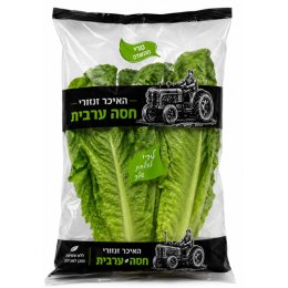 חסה ערבית- ארוזה