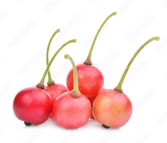 גרגר פנמה