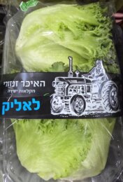 חסה לאליק חדש