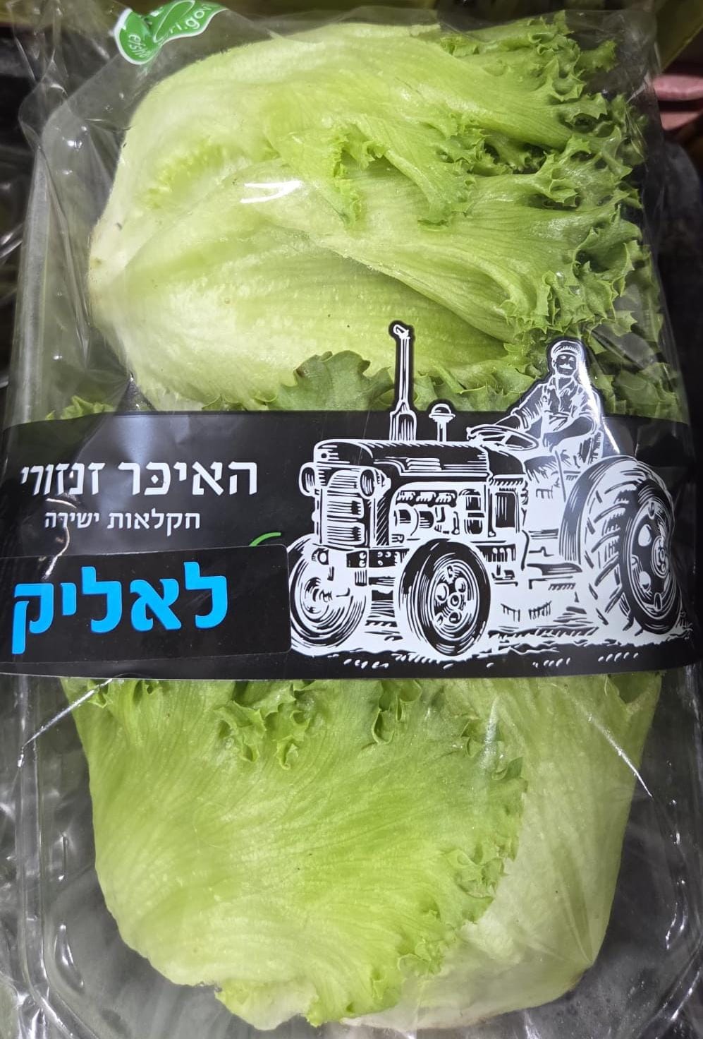 חסה לאליק חדש