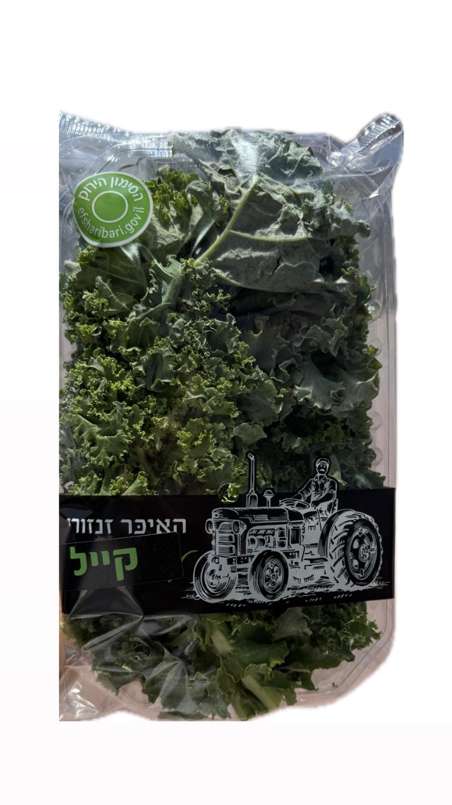 קייל זנזורי