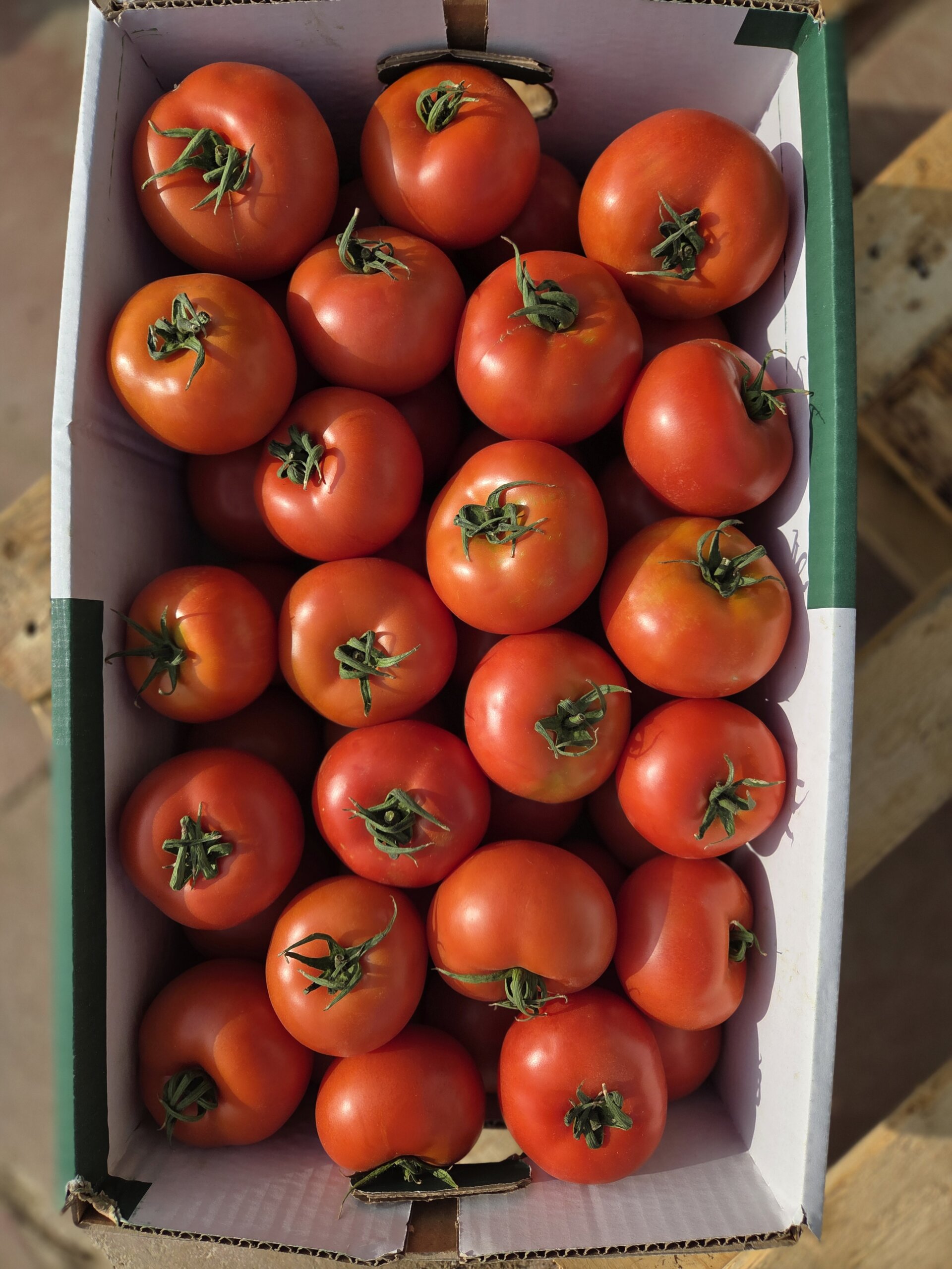 קרטון עגבניה