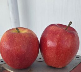 WhatsApp Image 2026-02-10 at 14.38.17