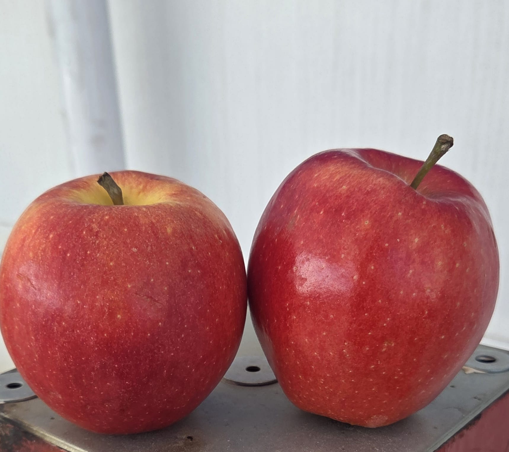 WhatsApp Image 2026-02-10 at 14.38.17